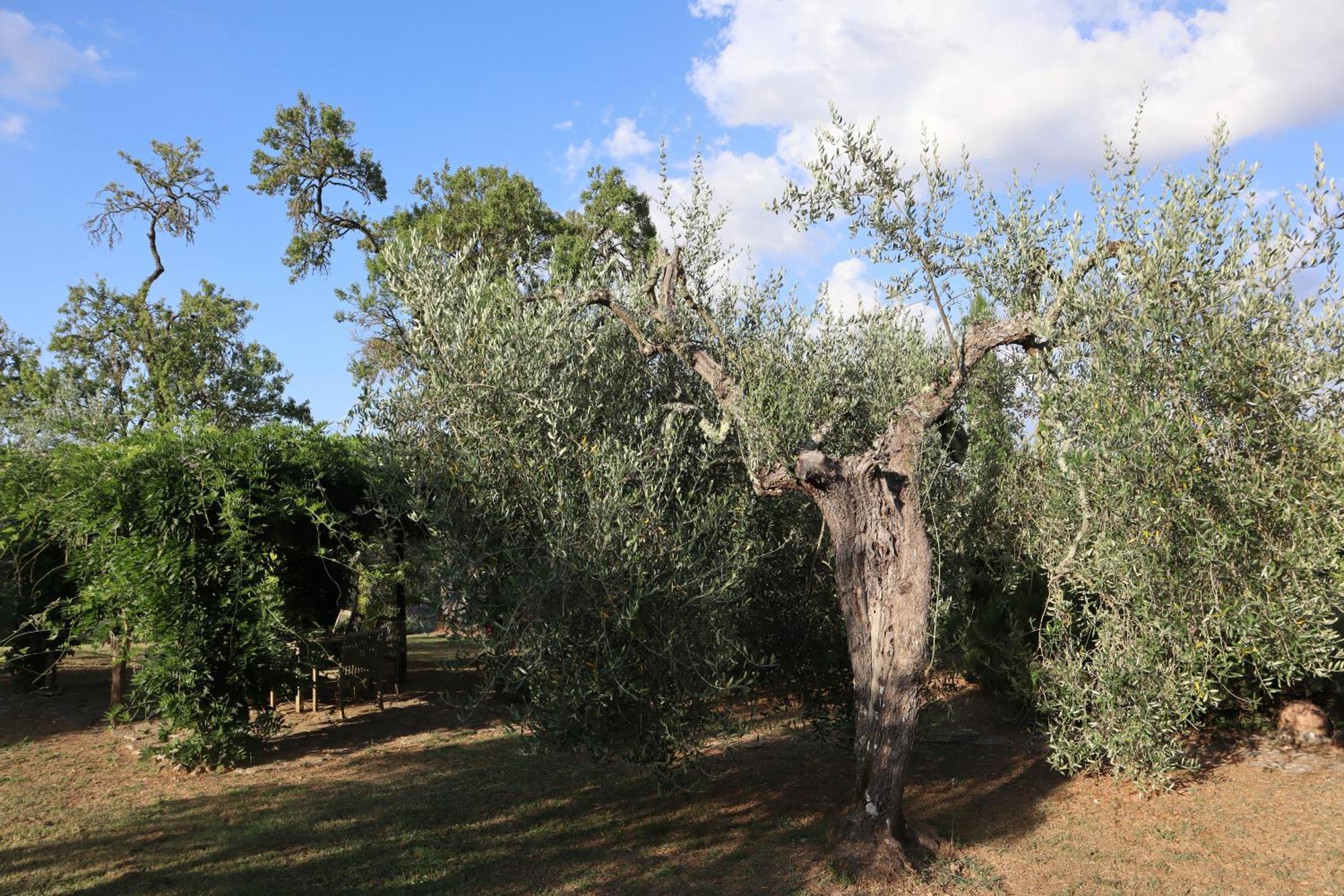 Bed and Breakfast Abbadia Wine Relais Montefollonico Экстерьер фото